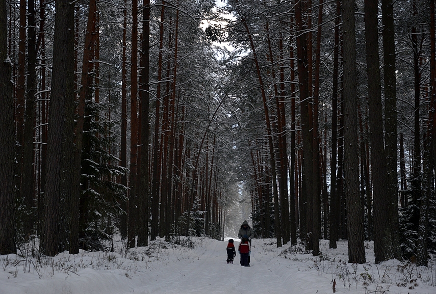 <p>Mūsų numylėtas miškas - už Pagirių. Apie 30 km nuo Vilniaus.</p>
