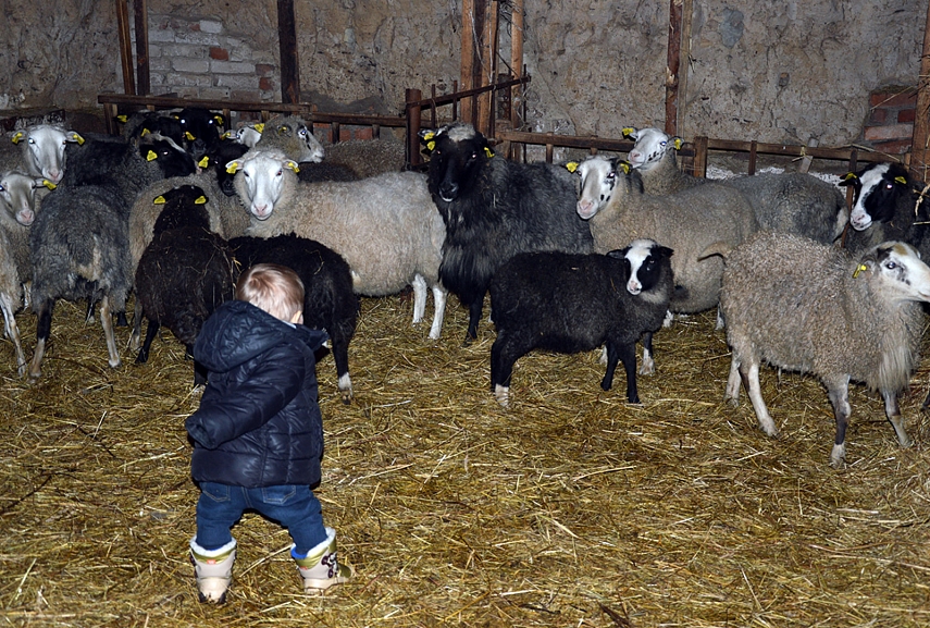 <p>Matas - jaunasis ūkininkas.. Kažką inirtingai aiškina avims, tik nespėjau išgirsti ką...</p>

