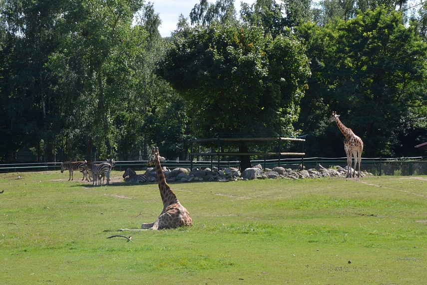 <p>Žirafos sužavėjo labiausiai... tikrai.</p>
