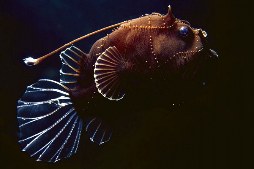 <p>Štai šita gražuolė vaikams paliko didžiausią įspūdį - ji pati sau pasišviečia kelią... Gudruolė. Angl. anglerfish</p>
